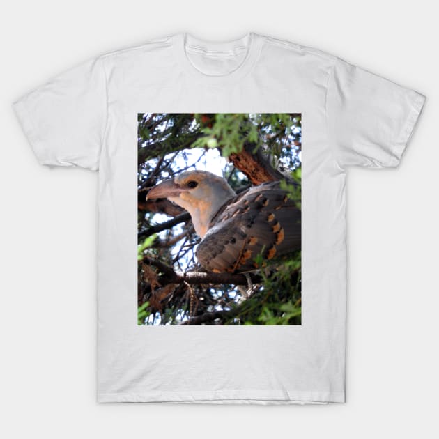 Channel-billed Cuckoo T-Shirt by kirstybush